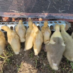 Indian Runner Ducklings