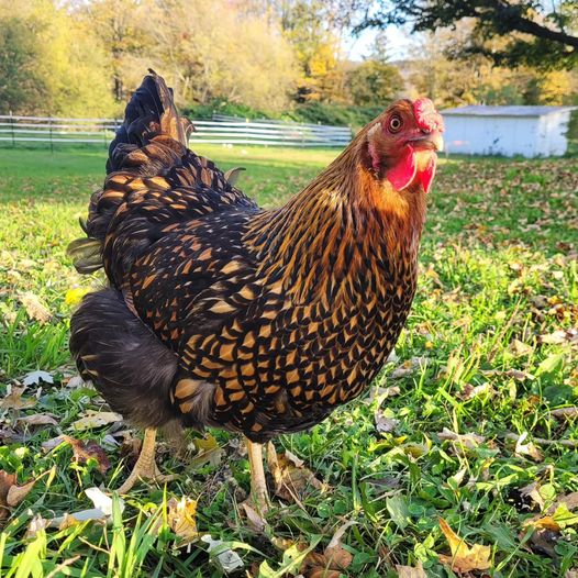 Laying Chickens/Ducks/Quails