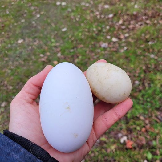 Hatchable Eggs