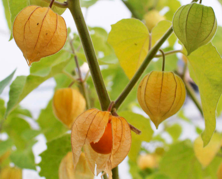 Tomatillo