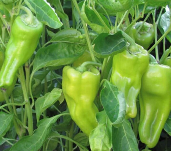 Cubanelle Pepper – Plume & Leaf Farm