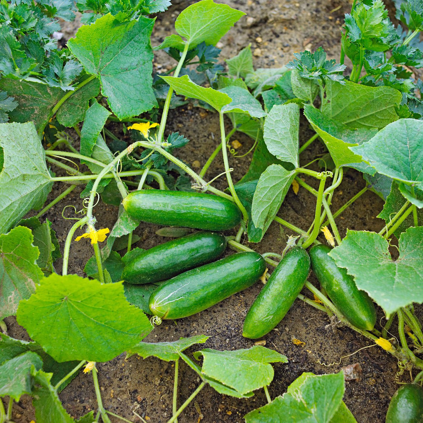 Cucumbers