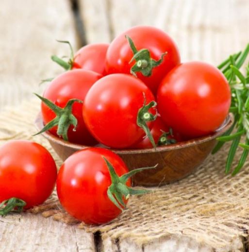 Tomato Plants