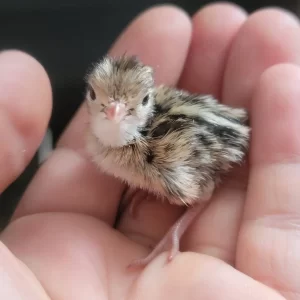 Celadon Coturnix Quail Chicks