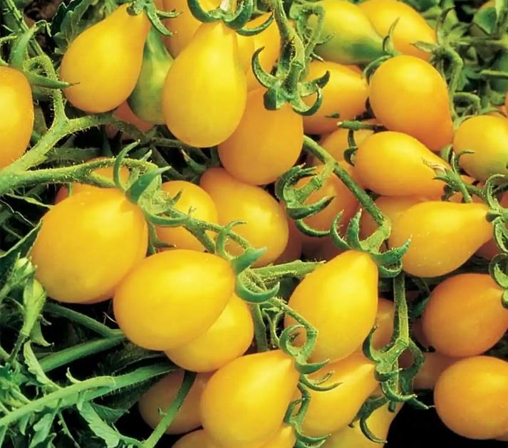 Cherry Tomato Plants