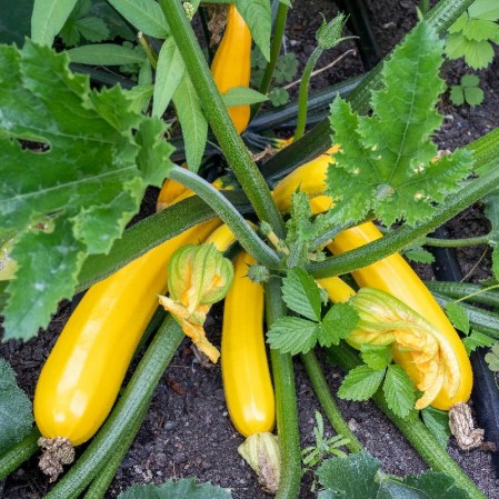 Squash & Pumpkins